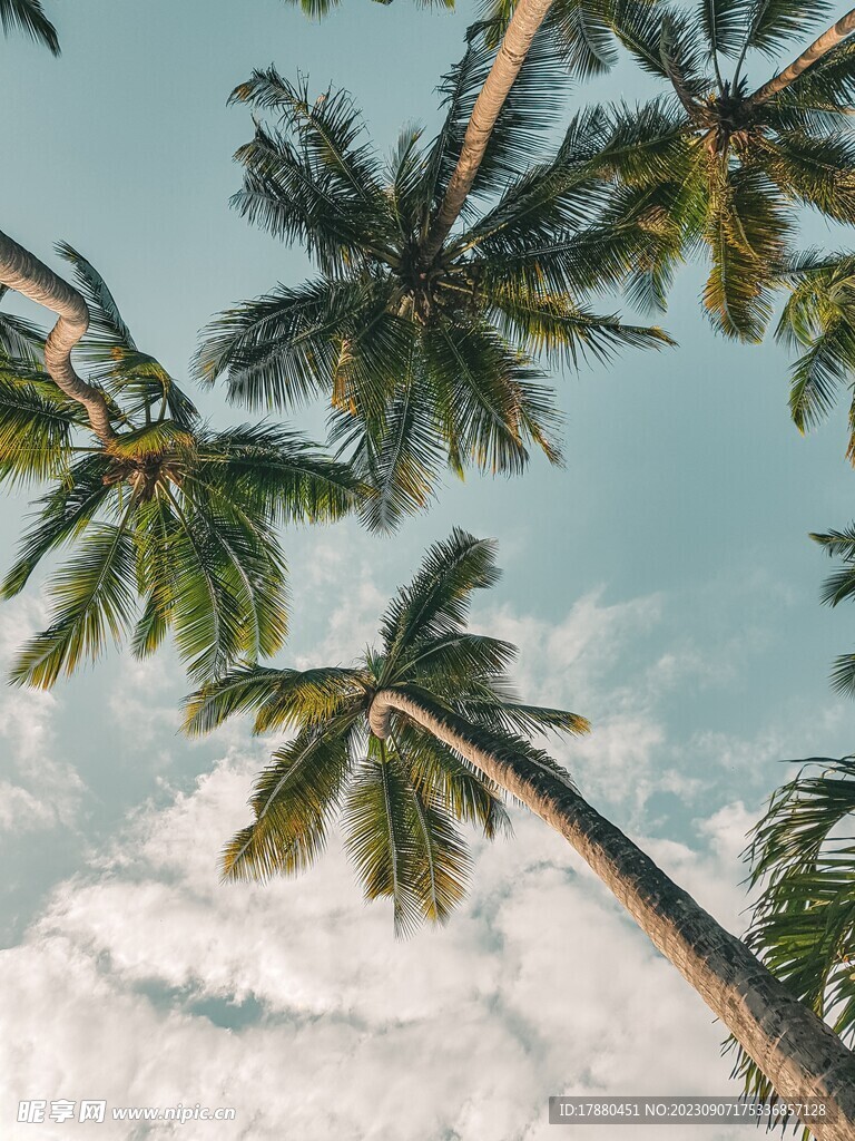 椰子樹