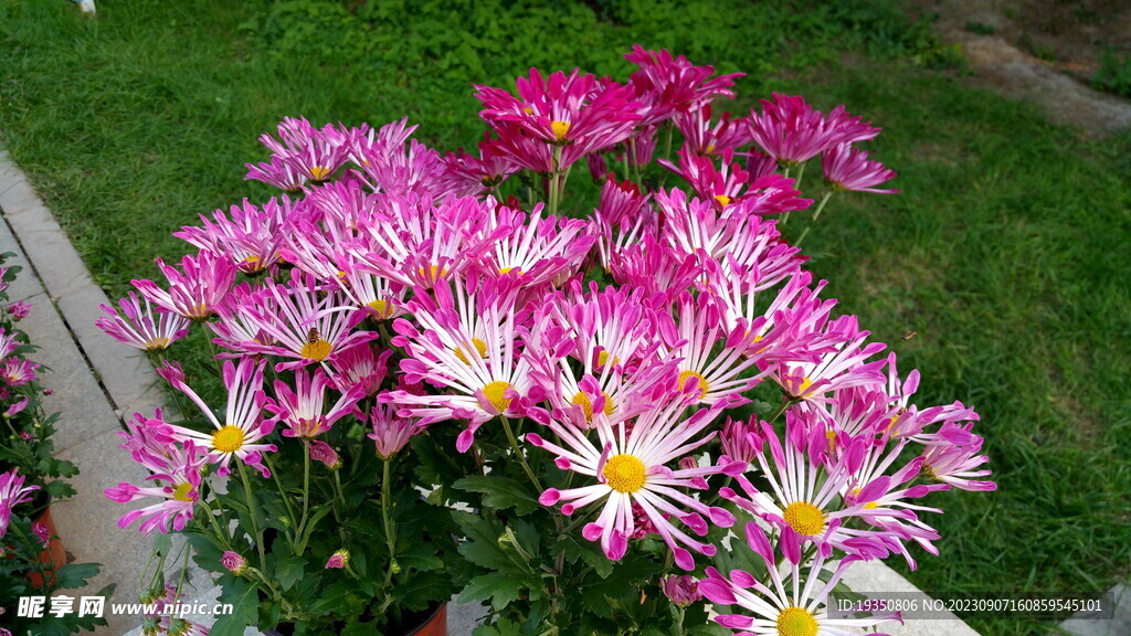盛开的粉色菊花花丛