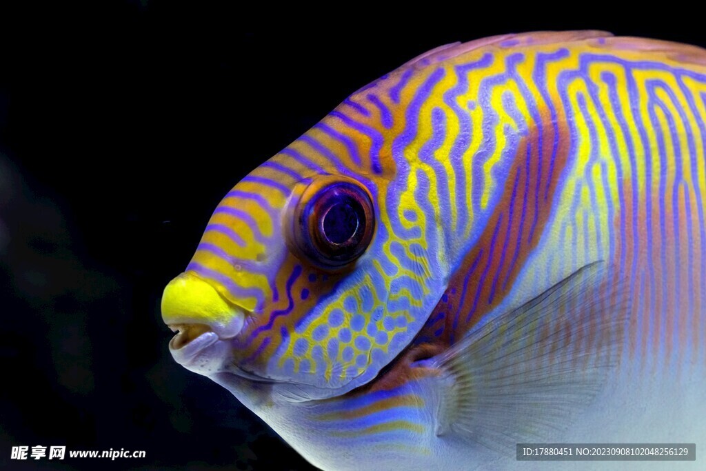 刺蓋魚