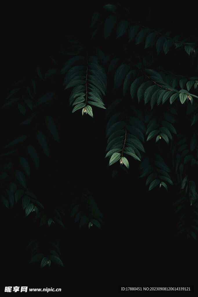 綠葉