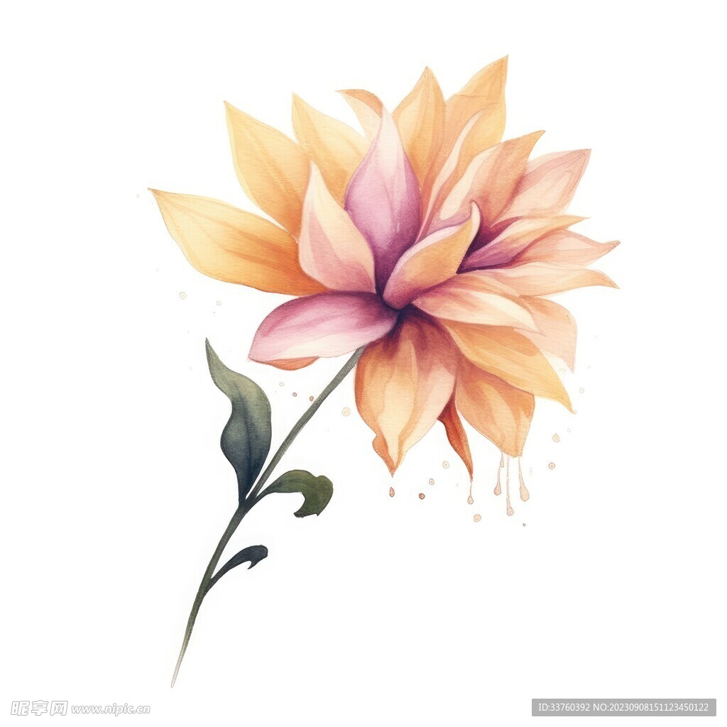 花朵水彩插畫