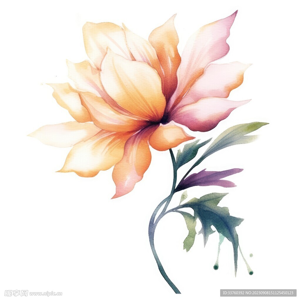 花朵水彩插畫