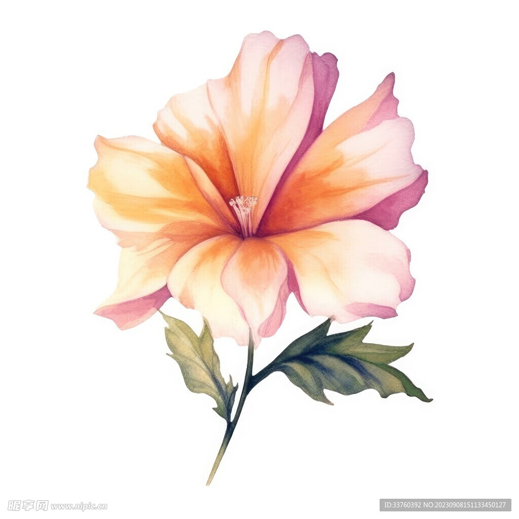 花朵水彩插畫