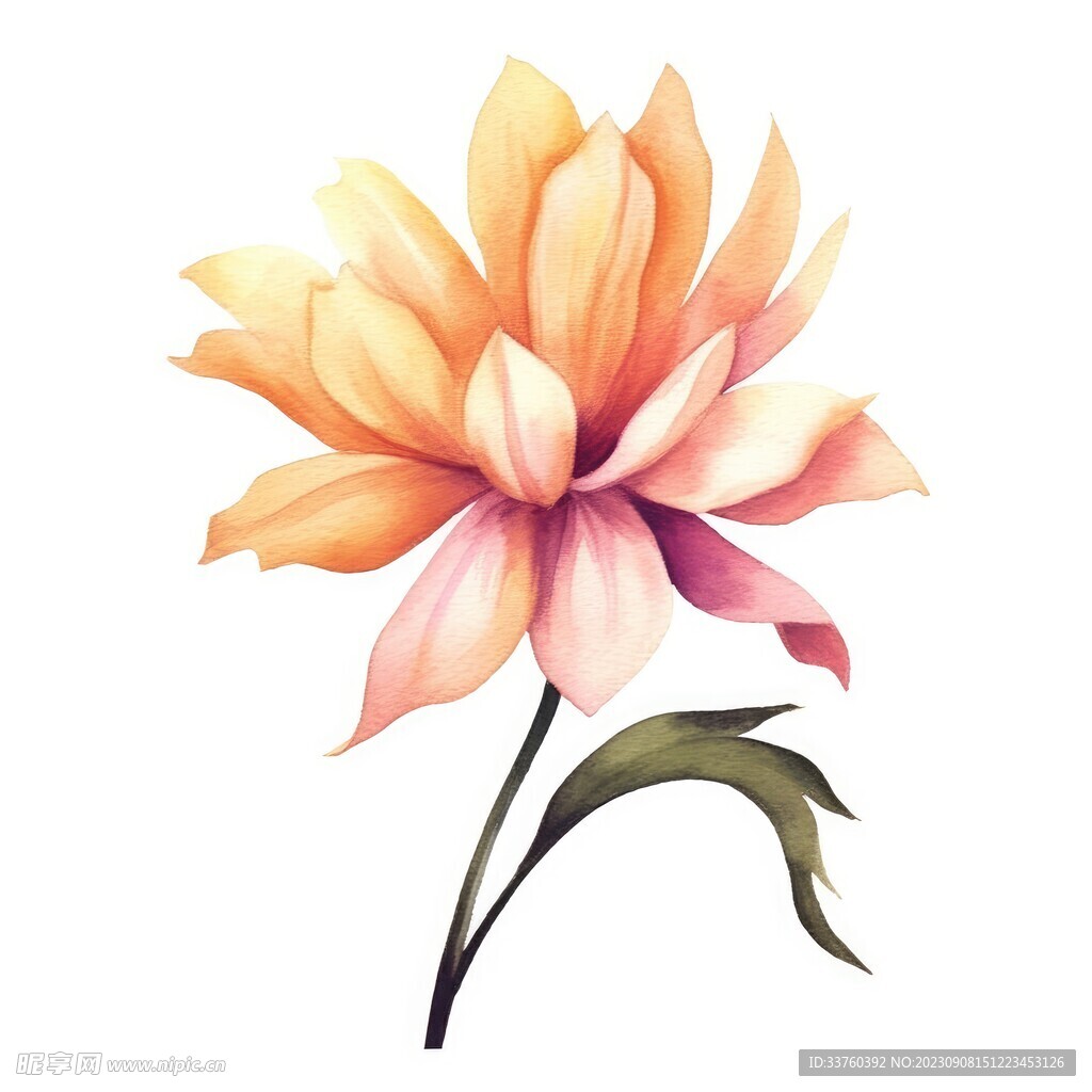 花朵水彩插畫
