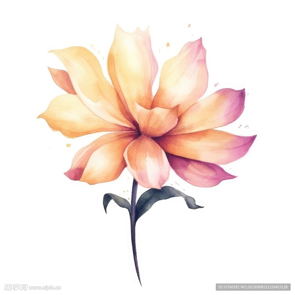 花朵水彩插畫