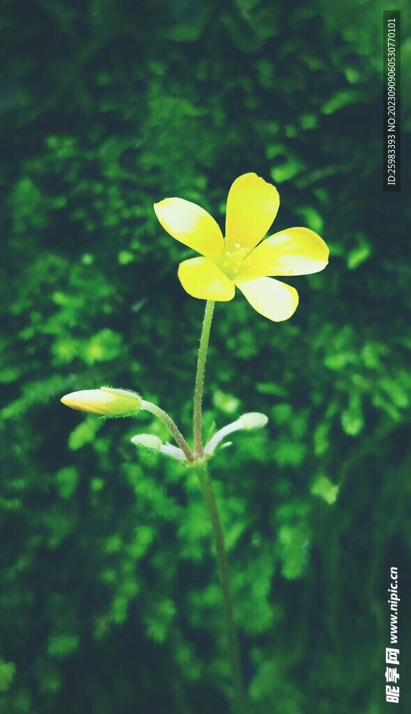 野花