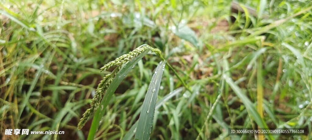 雨后小草 