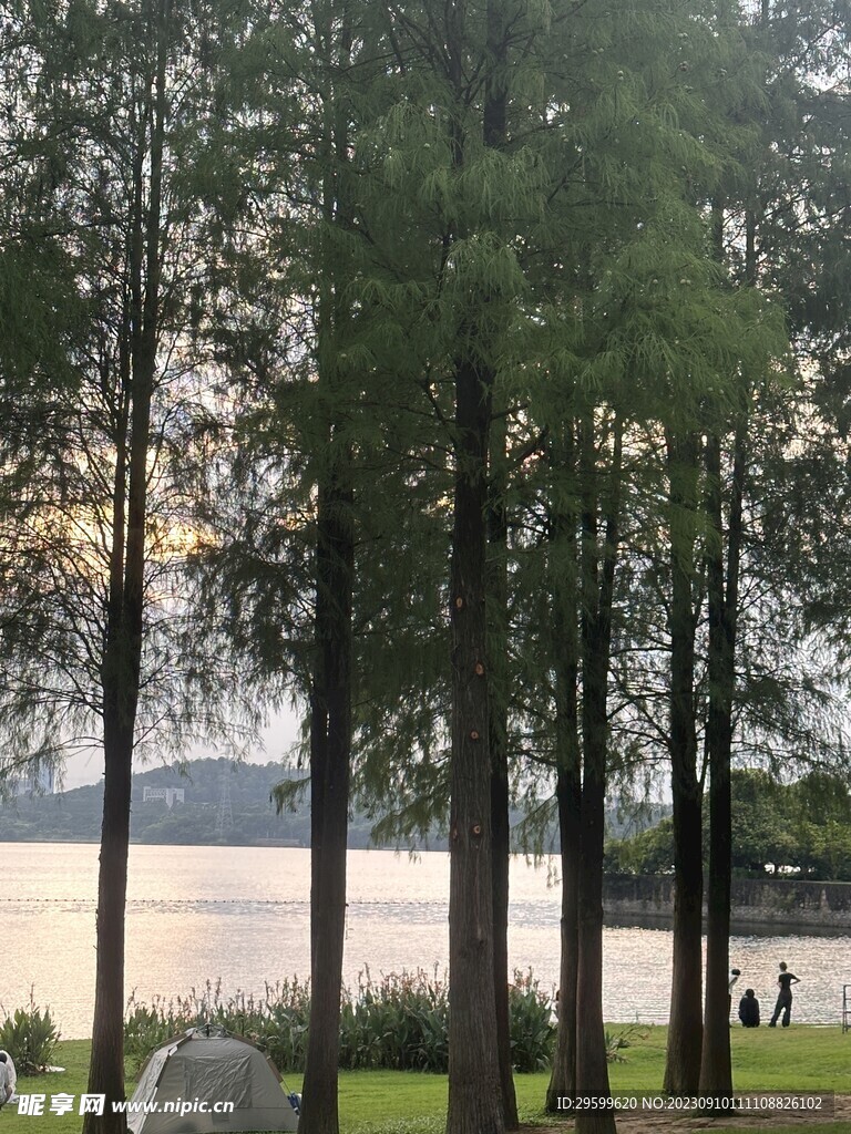落羽杉