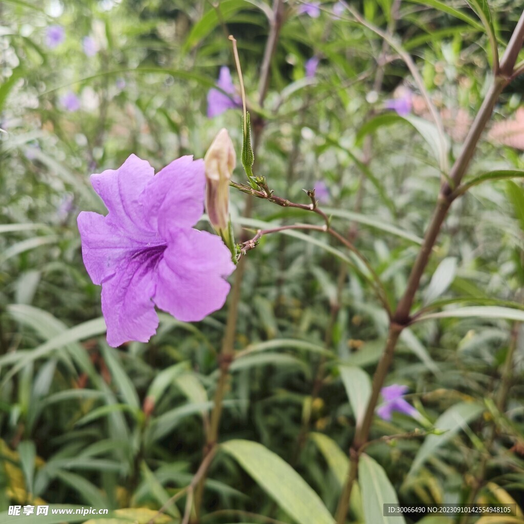 喇叭花 