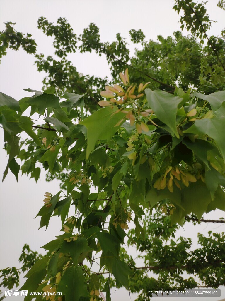 樹木