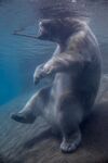 海水中的北极熊