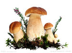 蘑菇 抠图
