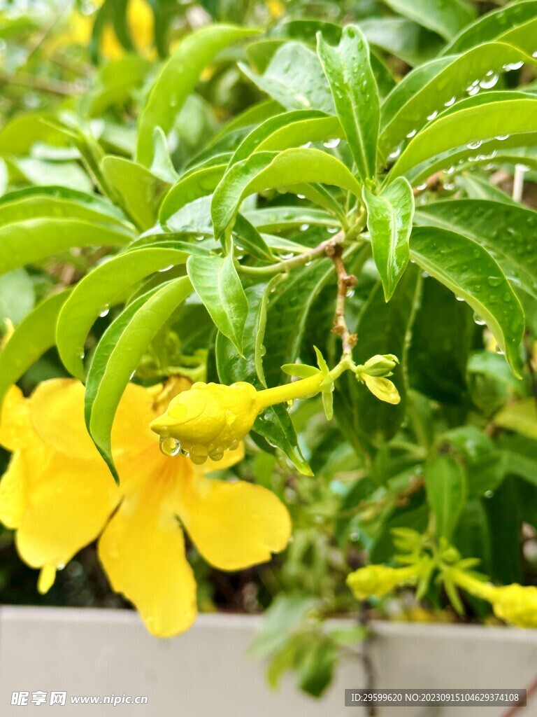 軟枝黃蟬