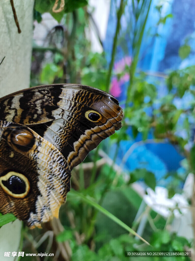 蝴蝶