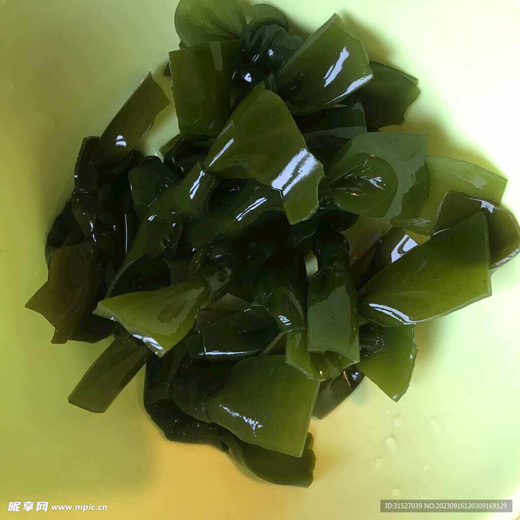 海帶攝影素材