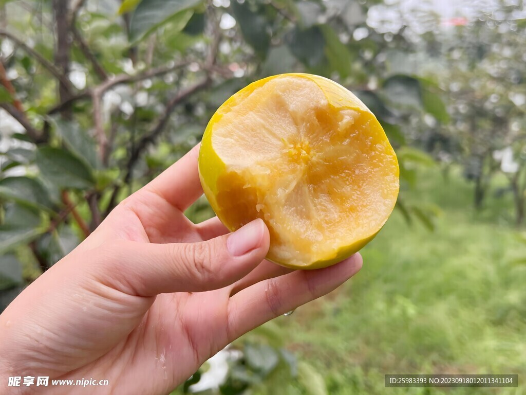 大秋甜柿