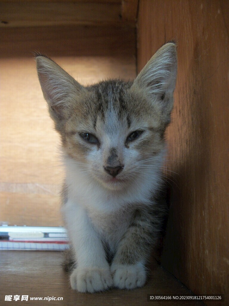 貓