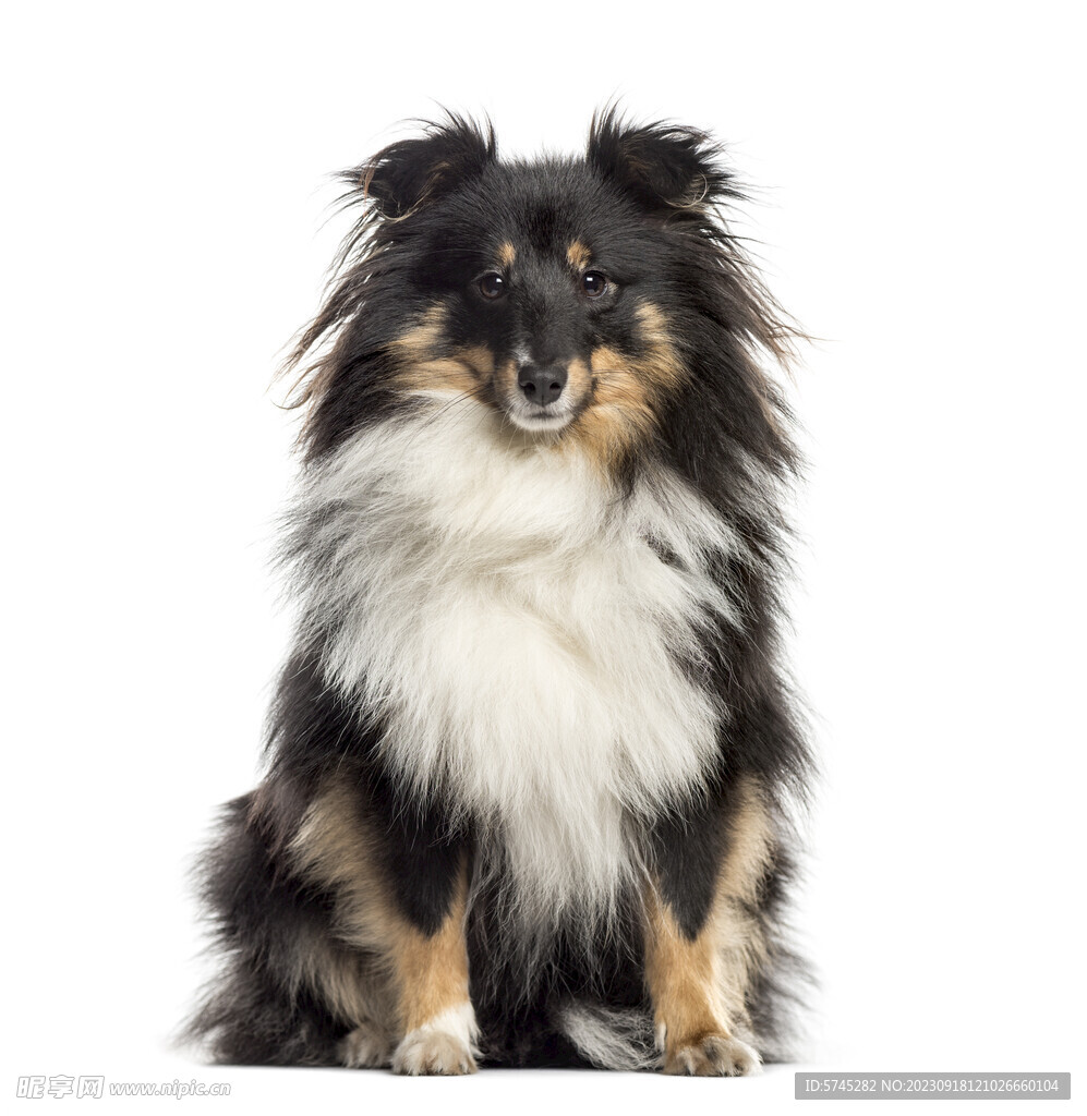 喜樂蒂 牧羊犬 高清 寵物