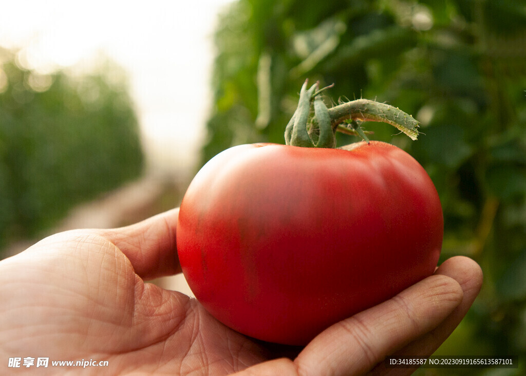 手中的熟番茄