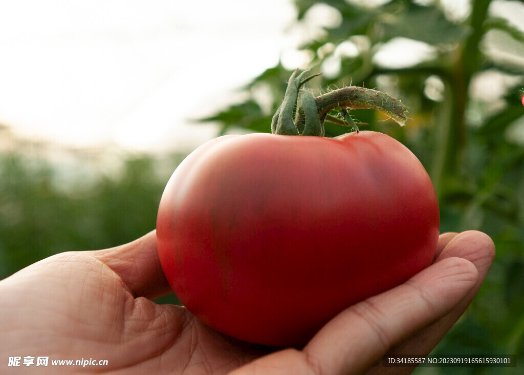 手中的番茄