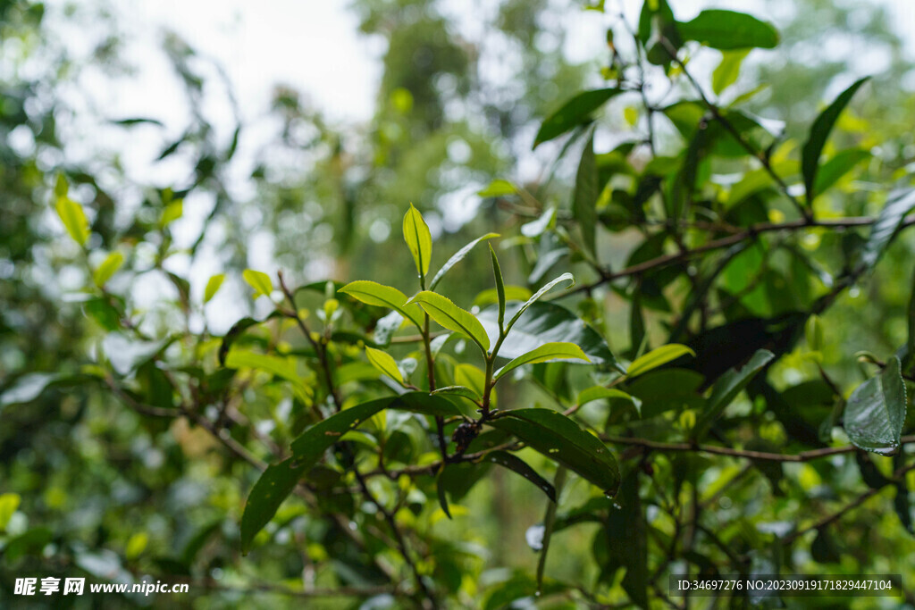 茶园 普洱茶 古树茶 茶树