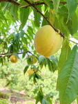 黄桃 水果 果园