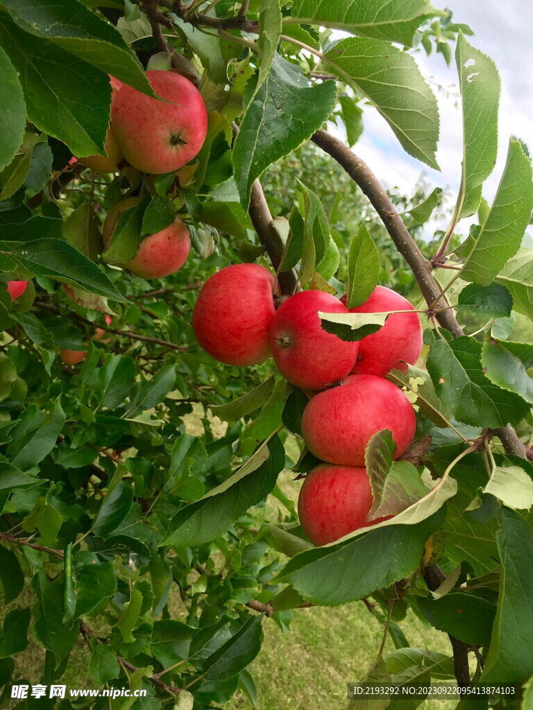 紅蘋(píng)果攝影