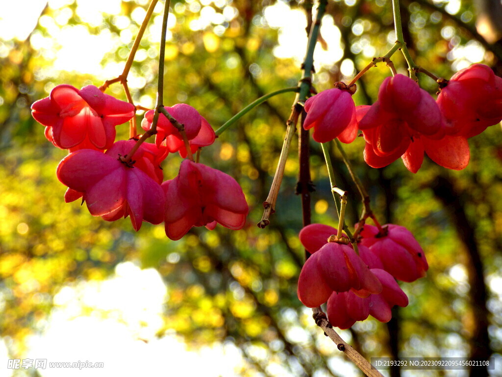 紅花攝影圖