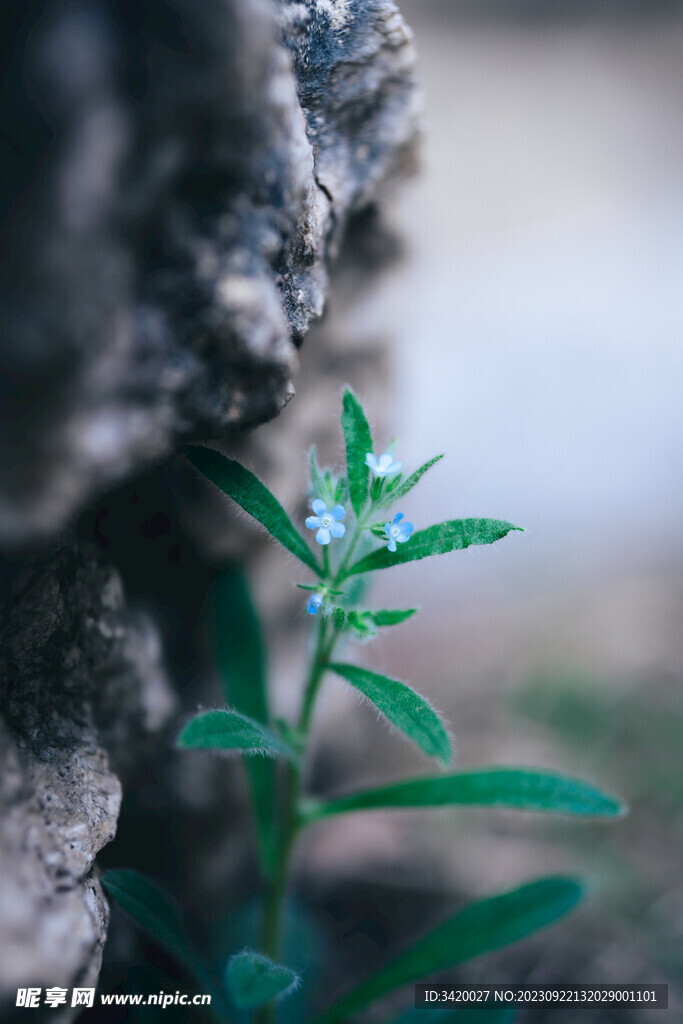 斑種草