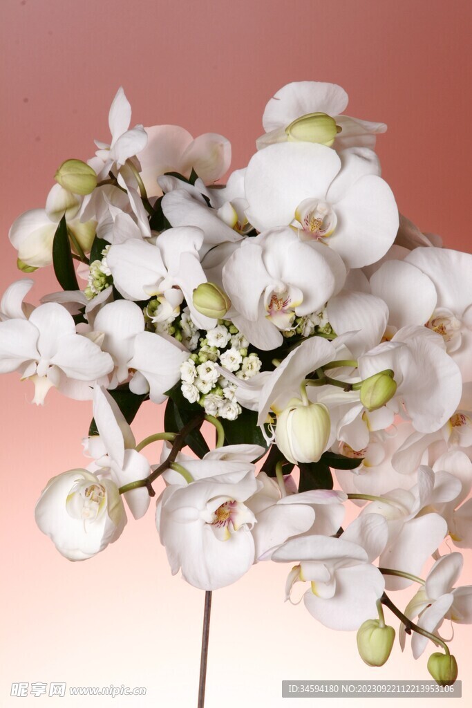 白蛾蘭花
