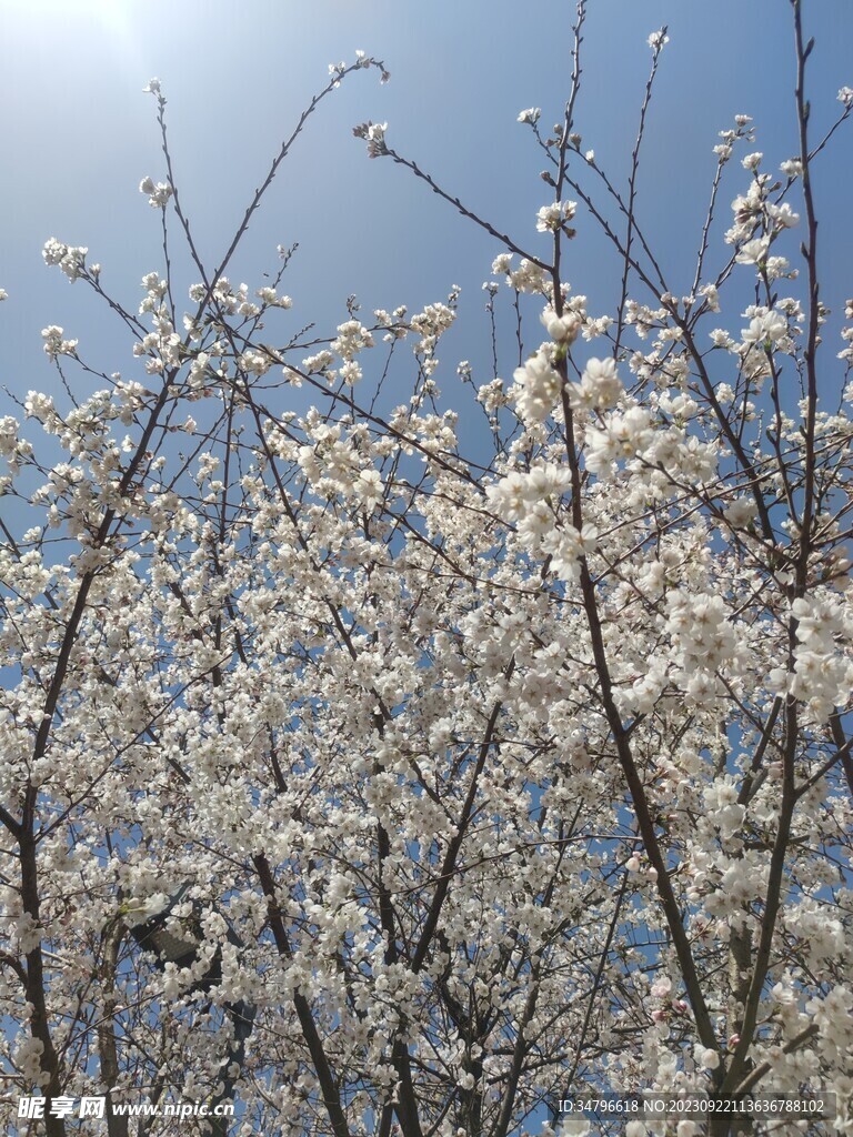 梨花
