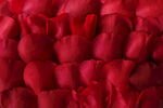 红色玫瑰花瓣素材