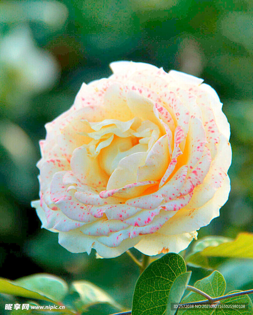 月季花開