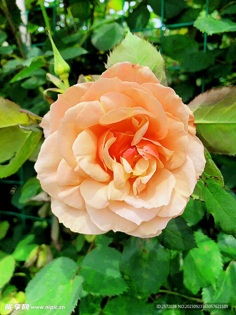 月季花開