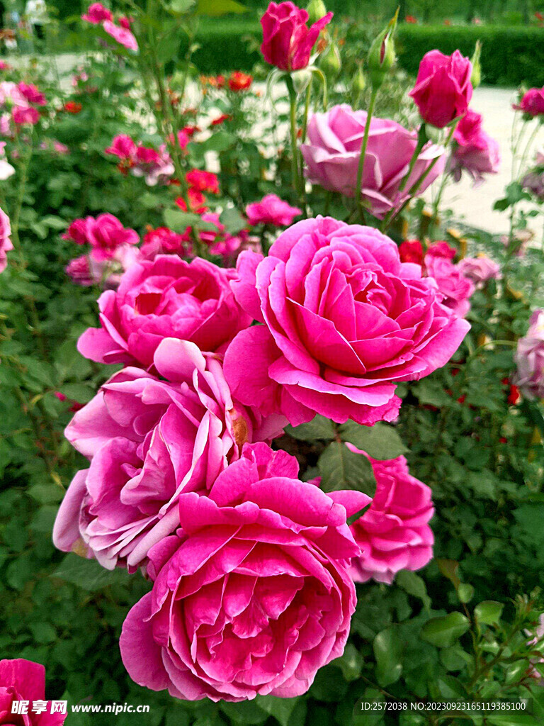 月季花開