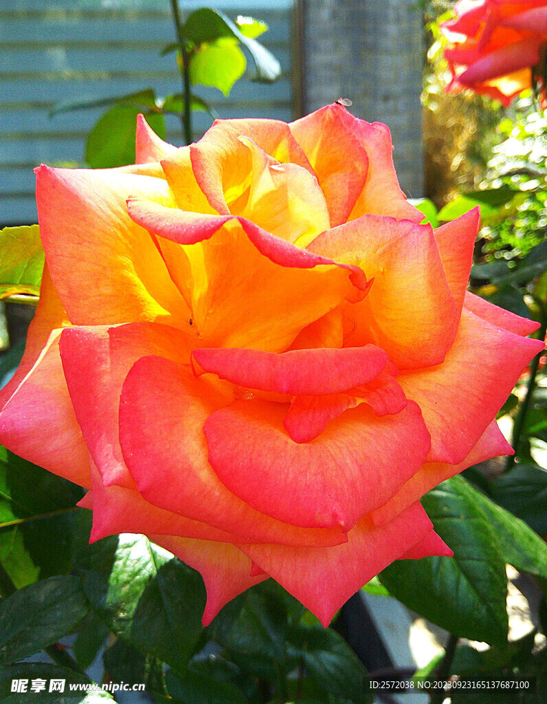 月季花開(kāi)