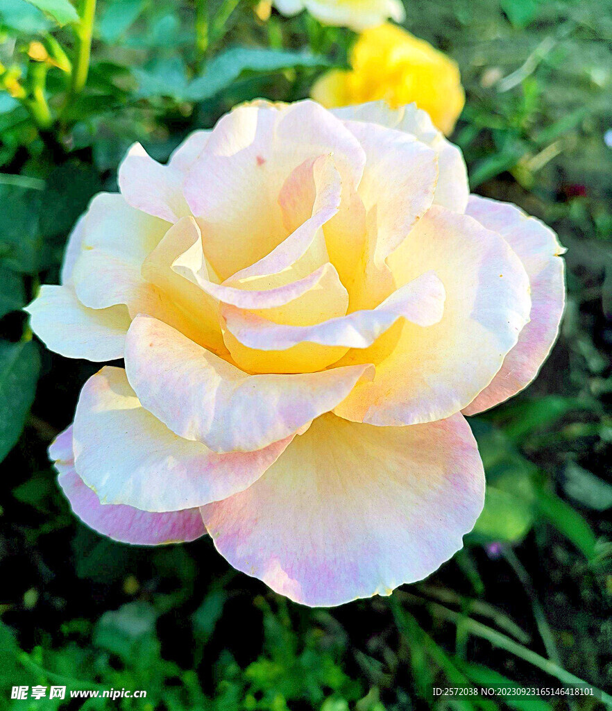 月季花開