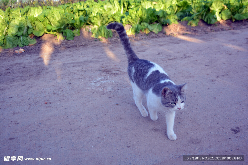 漫步的田园猫摄影图片