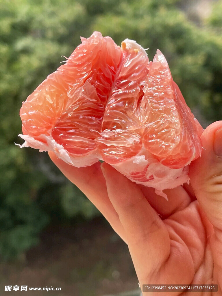 紅心柚