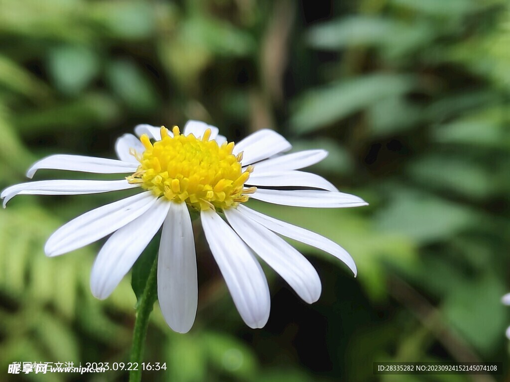 泥鰍花