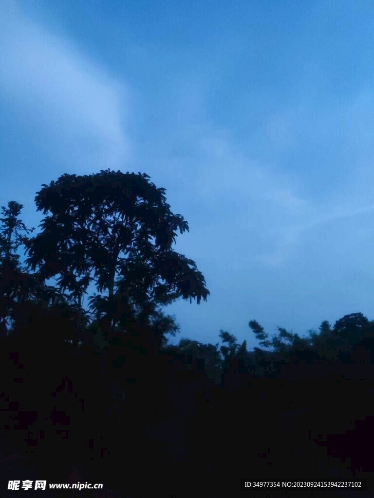 藍樹