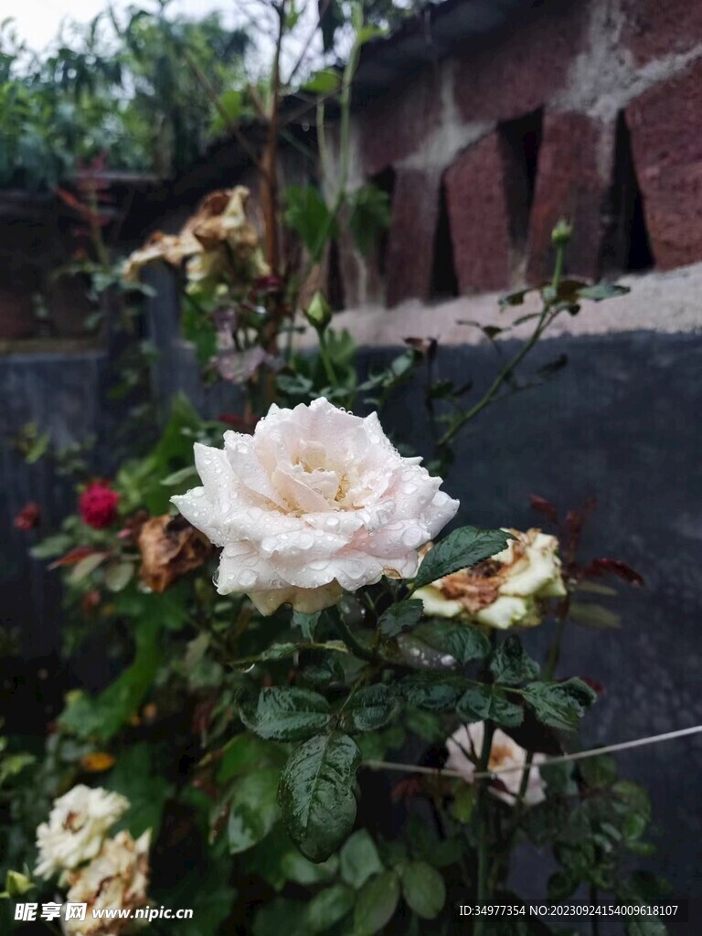 雨中白玫瑰
