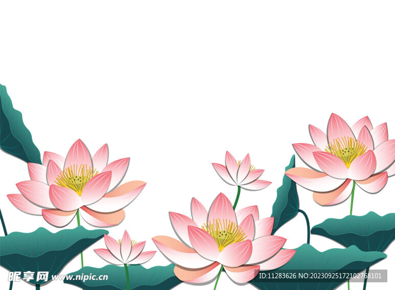 荷花插畫