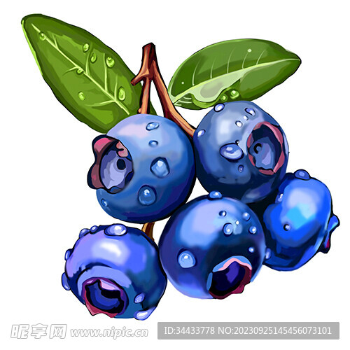 蓝莓插画设计