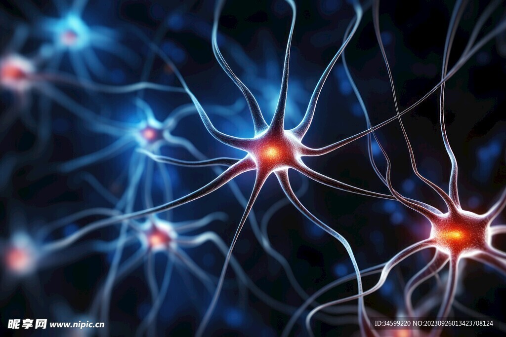 神经元  