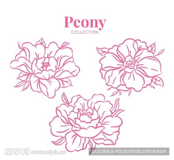 牡丹花插畫
