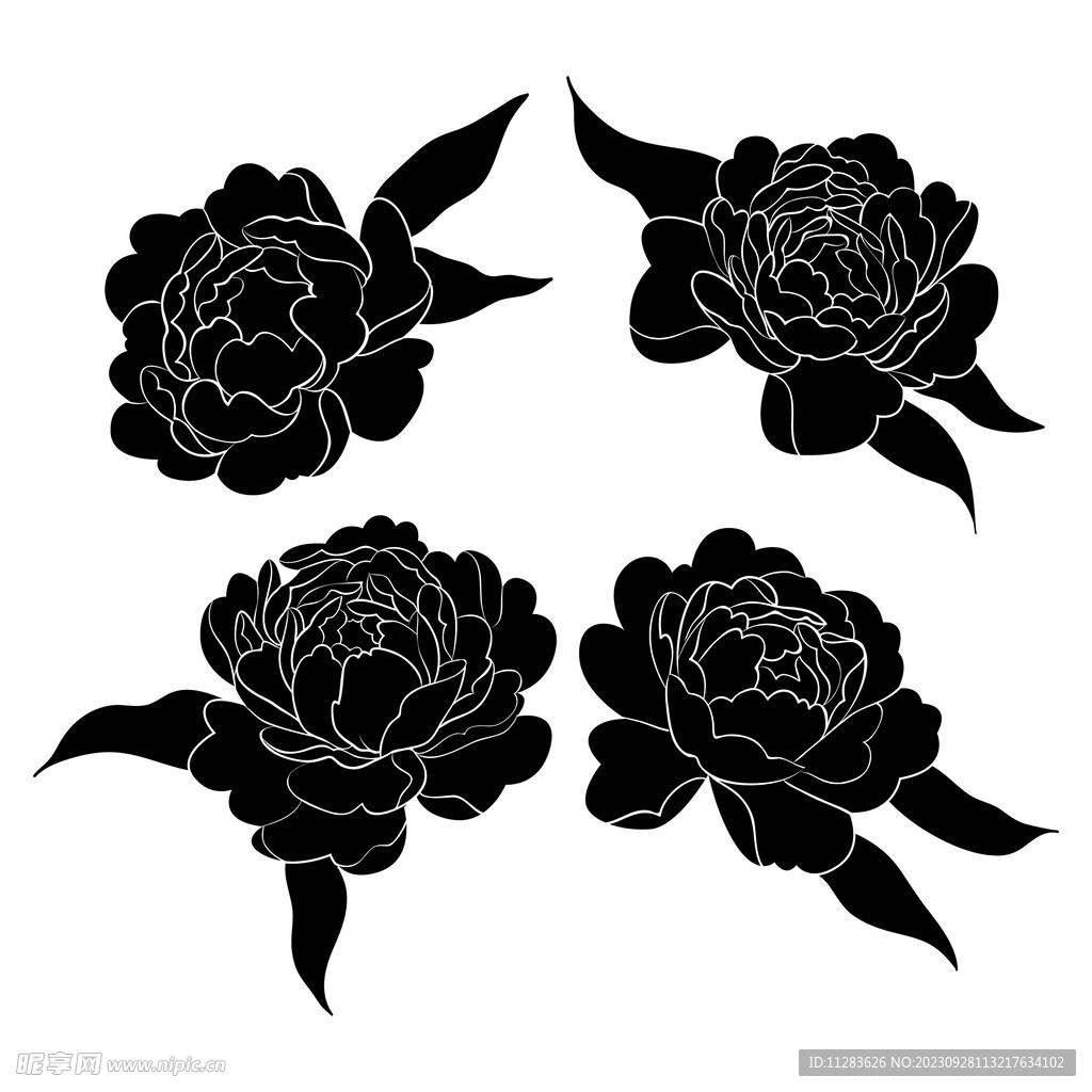 牡丹花插畫