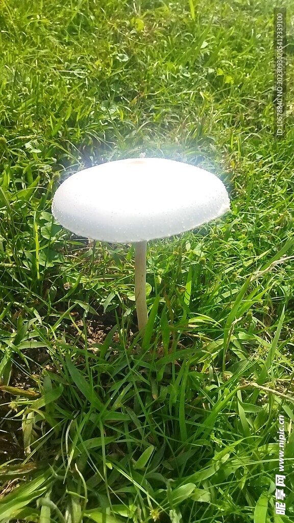 發光的蘑菇