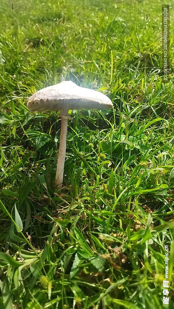 发光的蘑菇