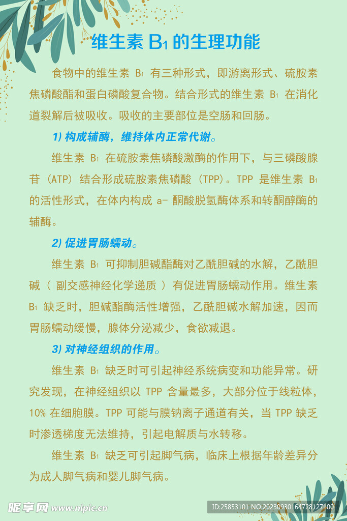 維生素B1的生理功能